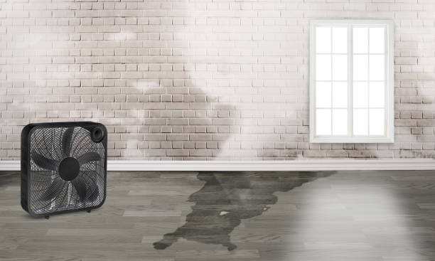 Best Residential water damage restoration  in Brogden, NC