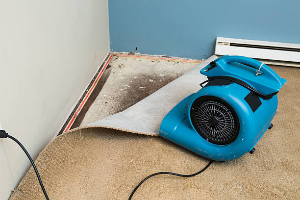 Best Water damage restoration near me  in Brogden, NC